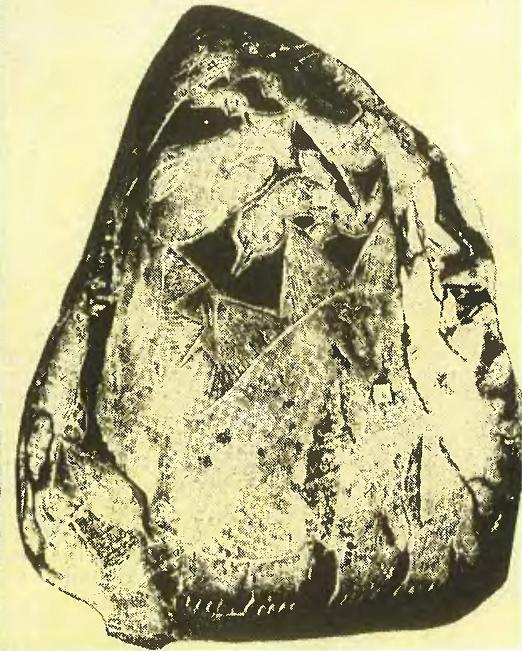Камни из Ики с изображением личинок ископаемой рыбы агнато.