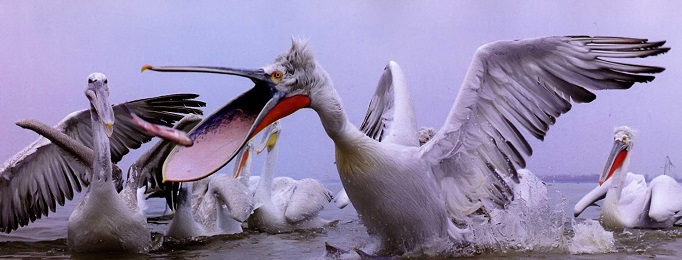 Пеликаны ловят рыбу