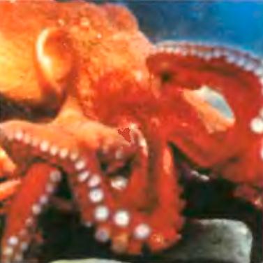 Умные осьминоги и октоподы