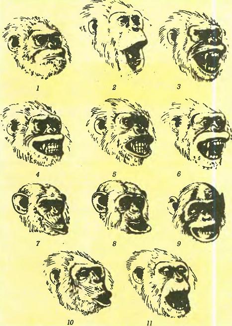 Мимика шимпанзе для различных эмоций.