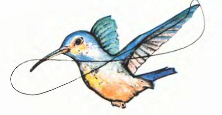 Загадочный полет колибри